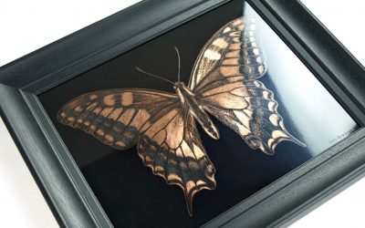 Swallowtail butterfly commission. A case study.