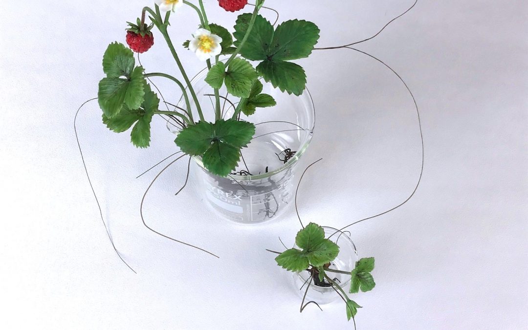 Making a Wild strawberry sculpture from honey bee wax.