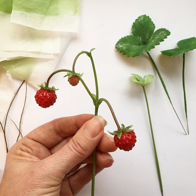 Fragaria vesca, Wild strawberry