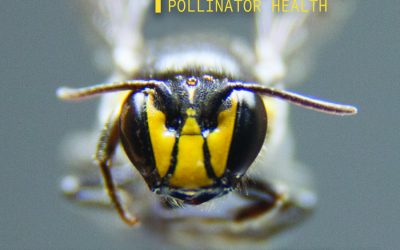 PolliNation: Artists Crossing Borders with Scientists to Explore the Value of Pollinator Health