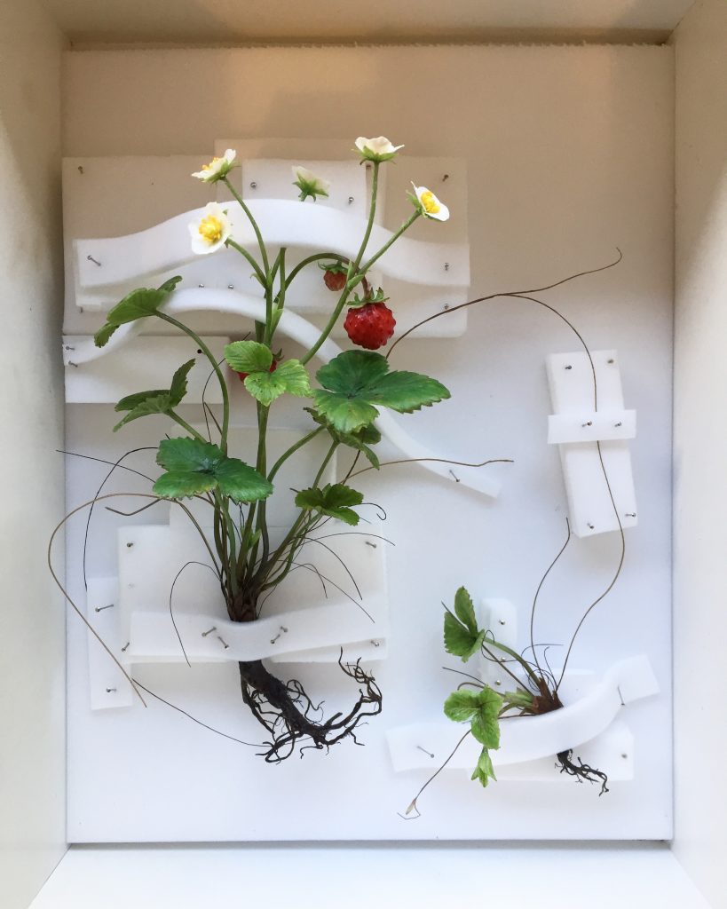 Wax wild strawberry sculpture secured for transport using plastazote supports and entomology pins within a protective packing box.