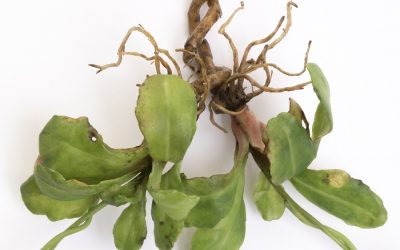 The Decorative Fair, London