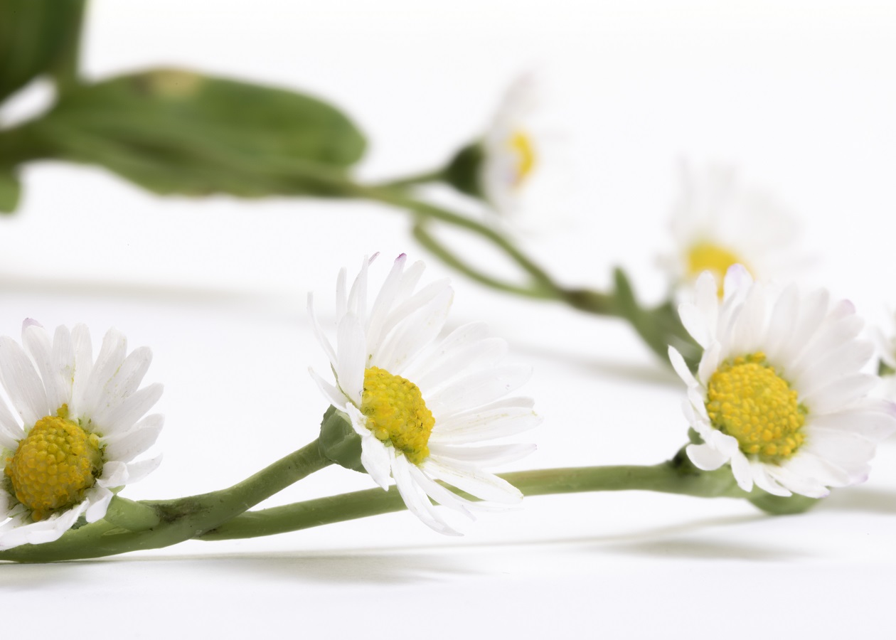 Detailed close-up of wax daisy flowers arranged in a chain