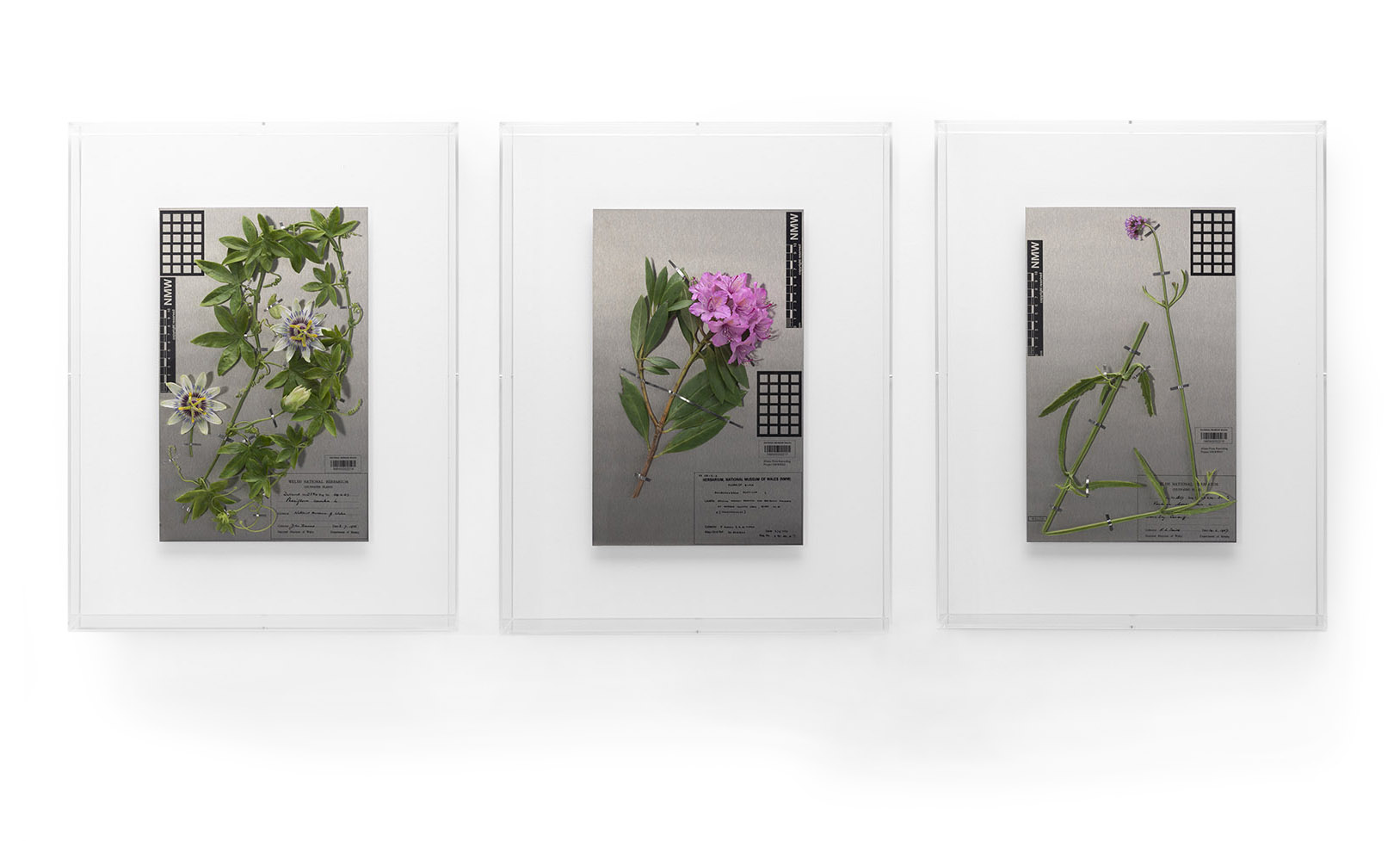 Three steel herbarium-style panels mounted on a wall with wax flower sculptures attached