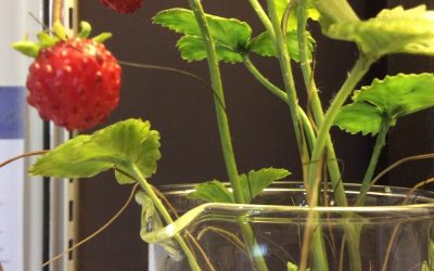 PolliNation, New York