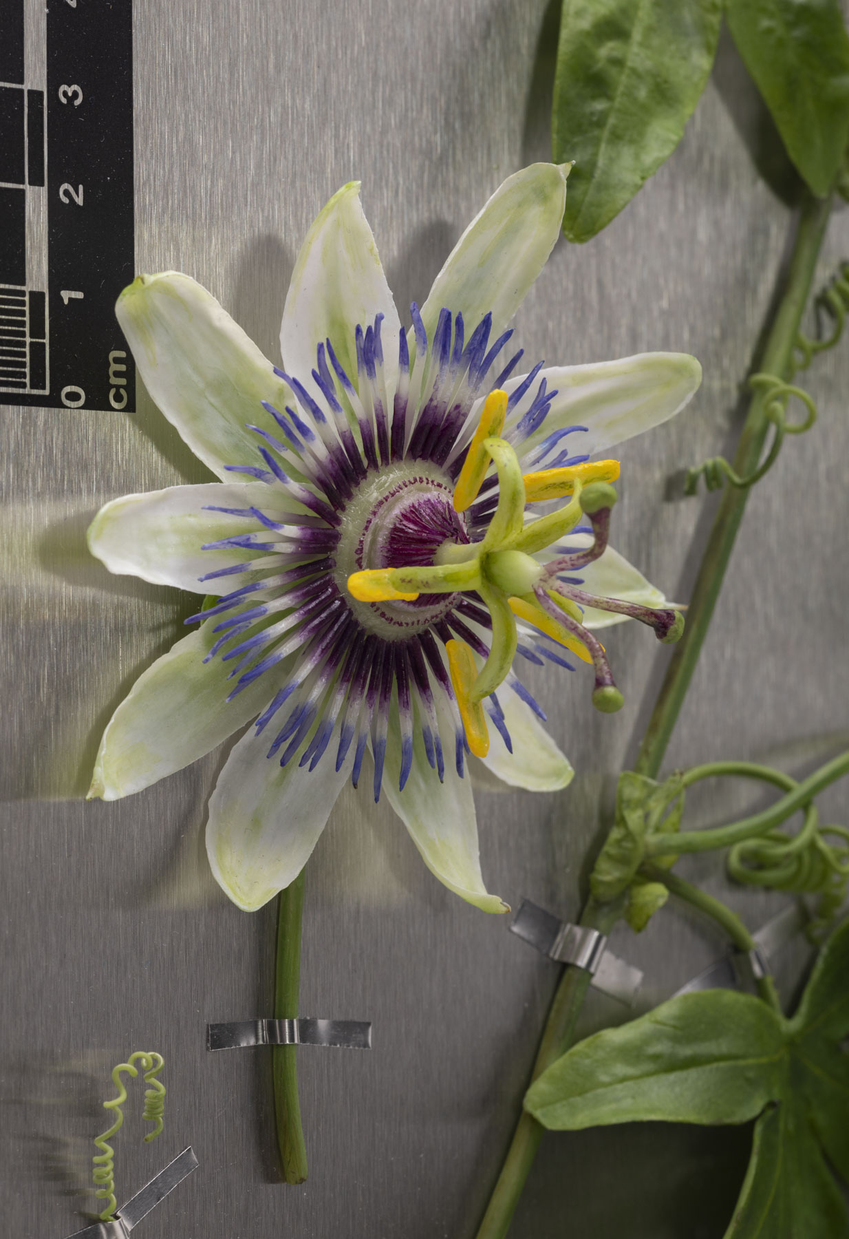 Close up of a beeswax passion flower sculpture mounted on stainless steel by Annette Marie Townsend