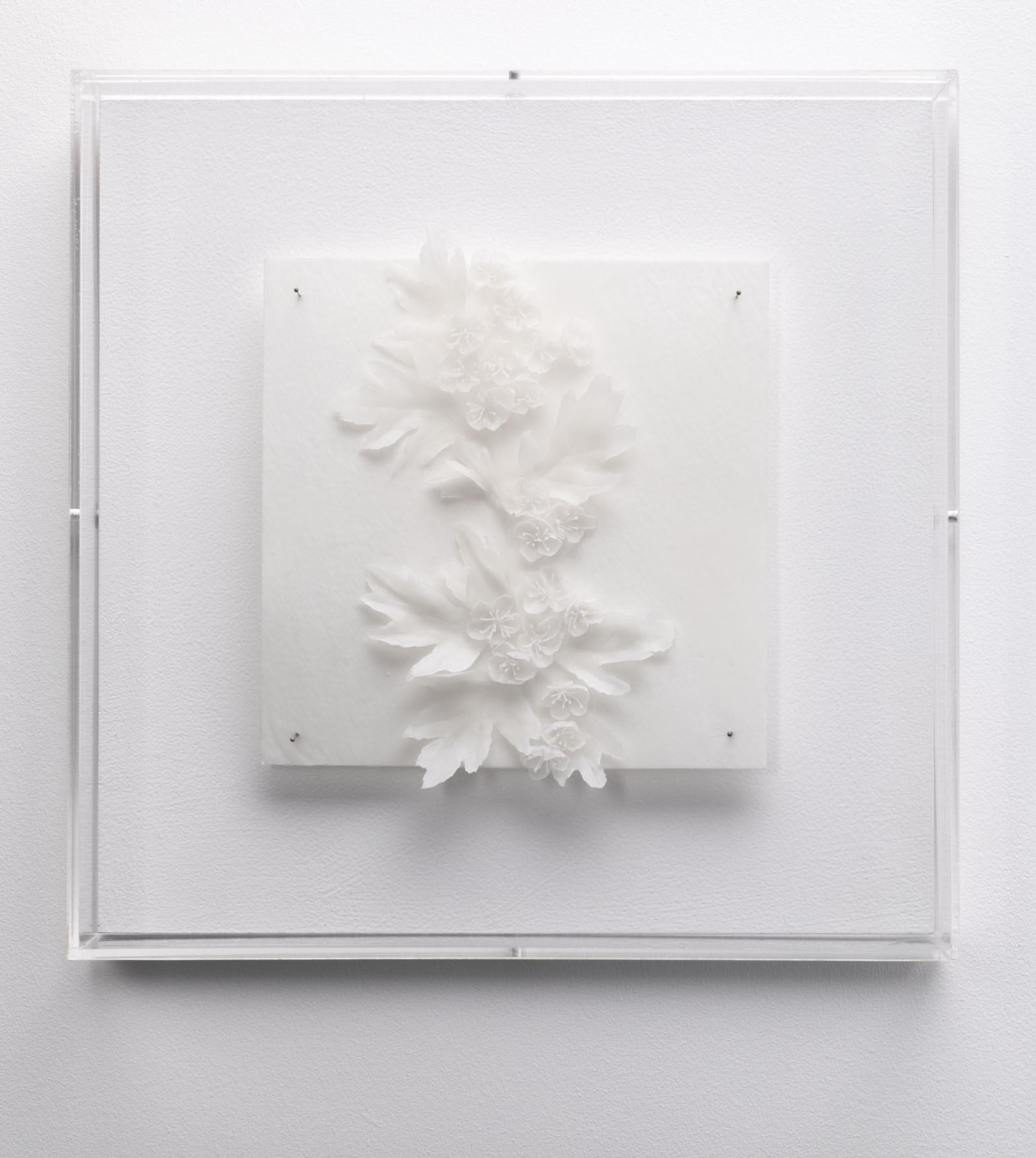 Flight of the Bumblebees hawthorn detail - Project body White wax hawthorn blossom in relief on waxed paper with entomology pins inside a clear perspex display box.</p>
<p>