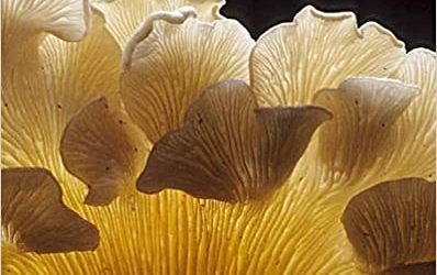 From Another Kingdom – The Amazing World of Fungi