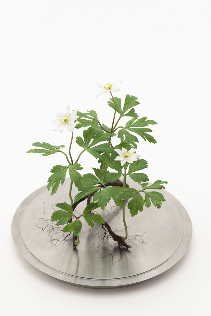 Wax wood anemone plant with flowers, leaves and roots displayed on a metal base