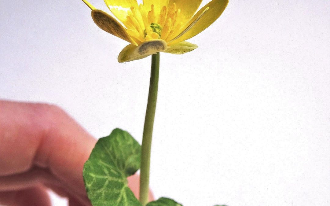 For Safekeeping, NBGW