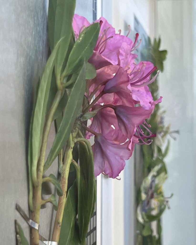 Detail view of Rhododendron ponticum from the Aliens series, showing hand-modelled beeswax flowers and foliage mounted on an stainless steel herbarium-style panel.