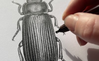 Integrated Pest Management in Cultural Heritage