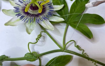 Young Masters Autumn Exhibition, South Kensington