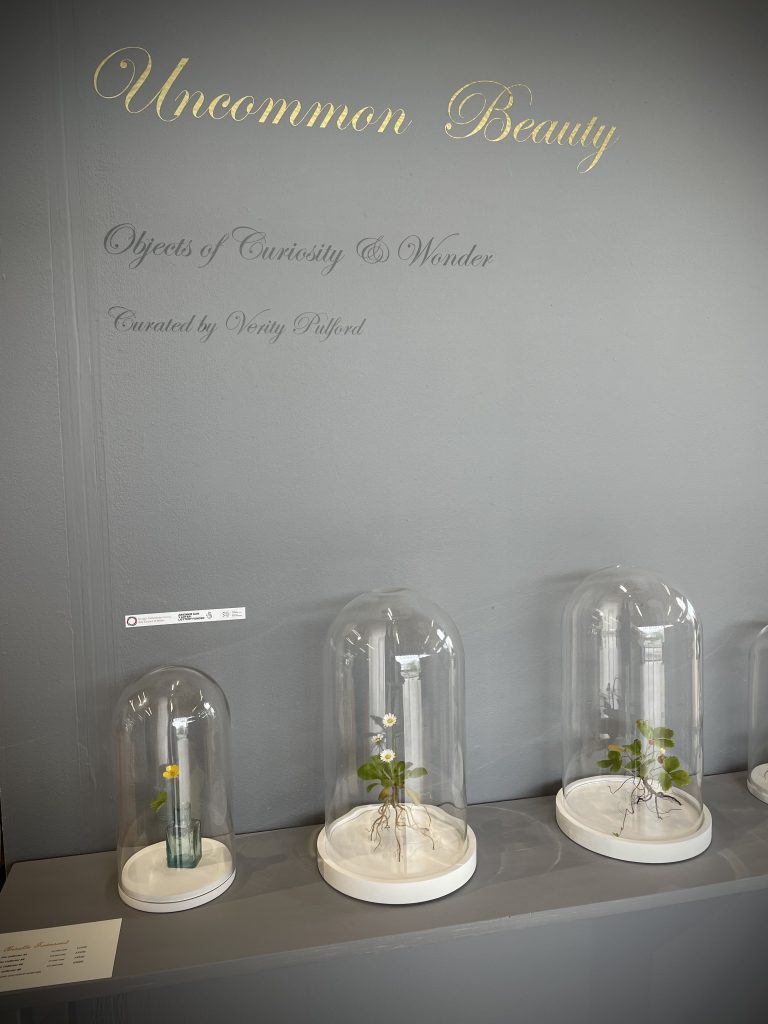 Installation view of Uncommon Beauty: Objects of Curiosity & Wonder at Craft in the Bay, Cardiff, showing works from The Collector series displayed beneath traditional glass domes on white bases.