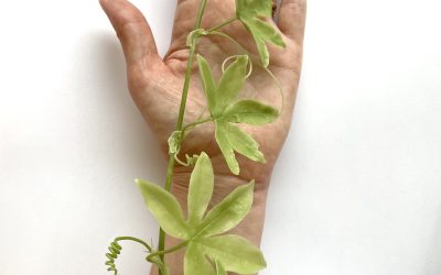 Aliens Escape the Herbarium NatSCA Blog