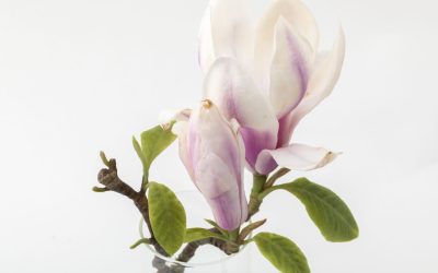 Botanical Wonders, Hong Kong