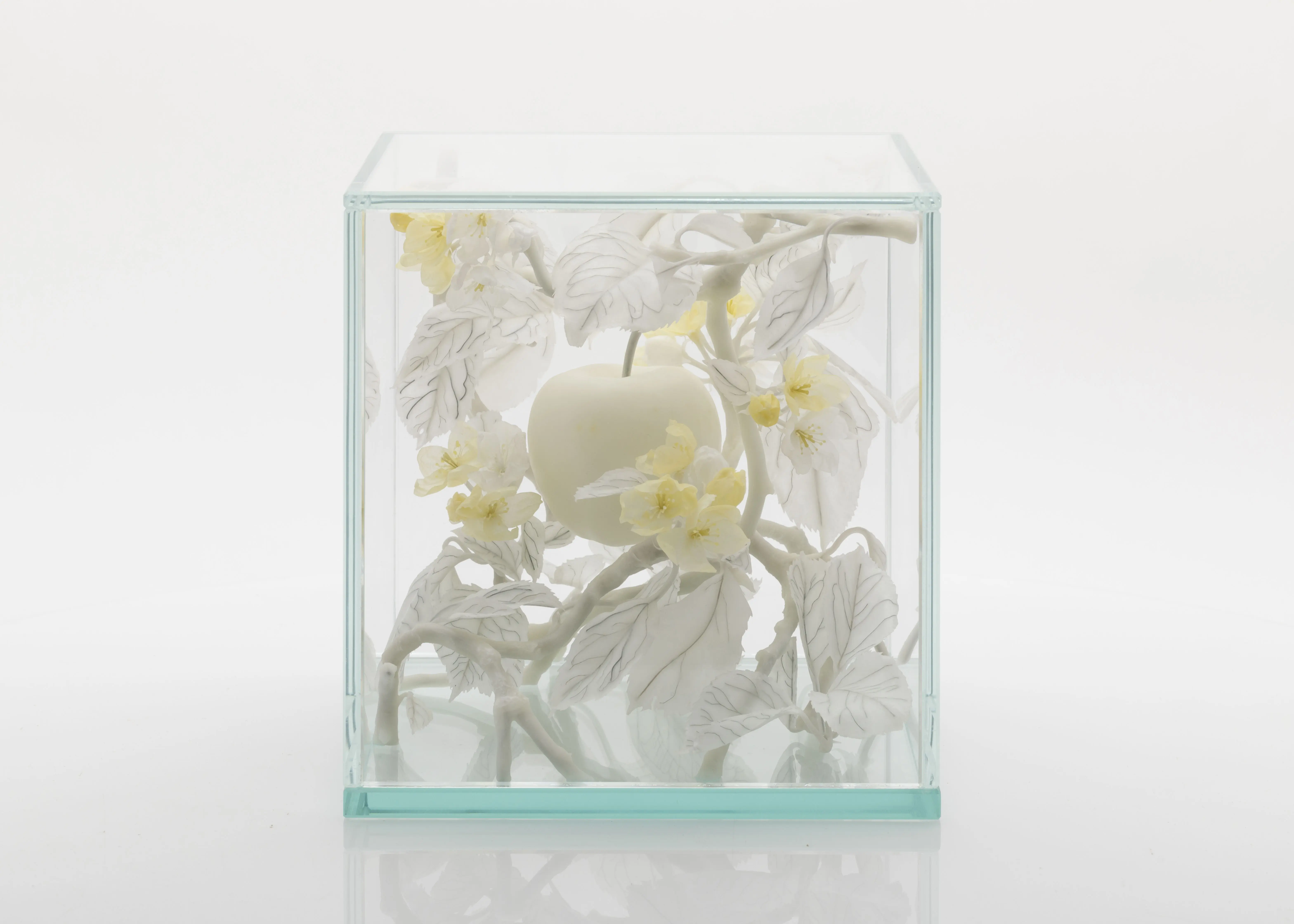 White and yellow wax sculpture of an apple with branches, leaves and blossom displayed inside a glass cube<br />
