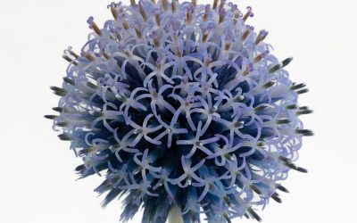 Sublime Nature of Being, Dubai