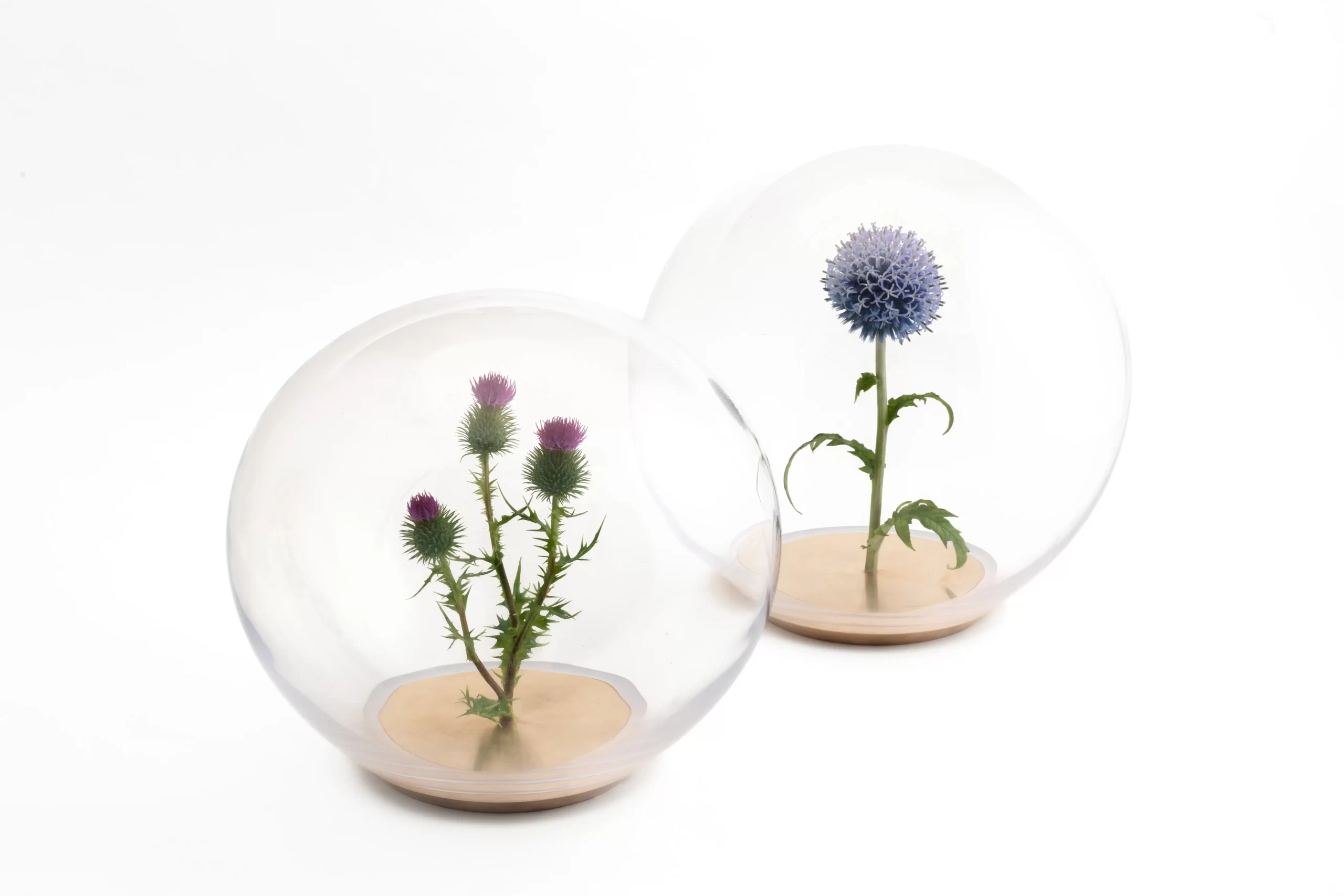 Two violet wax flower sculptures displayed inside handblown glass orbs with champagne gold metal bases<br />
