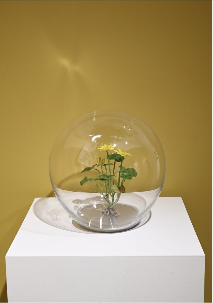 Wax celandine sculpture mounted inside a glass orb against a yellow wall