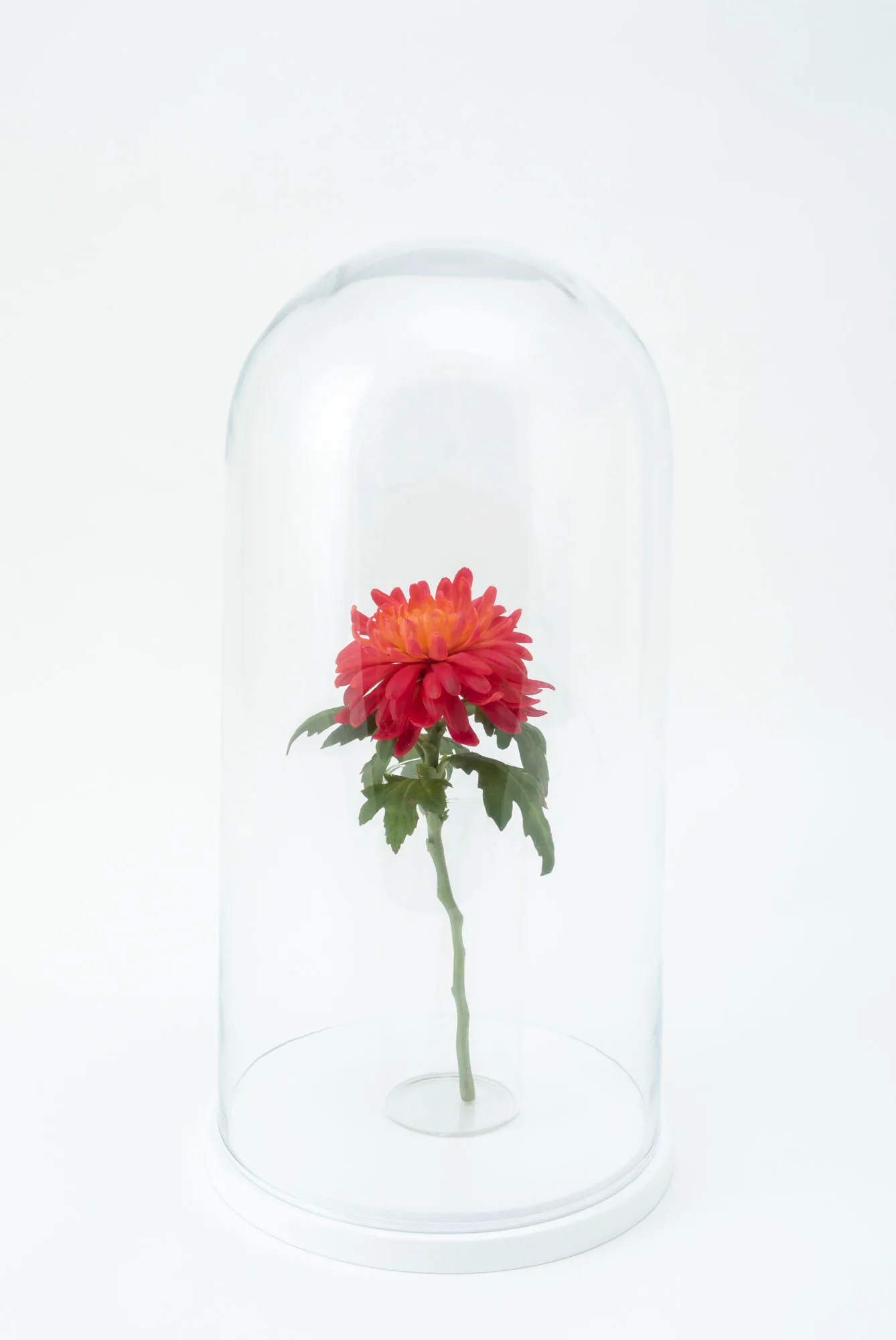 Red wax chrysanthemum flower and leaves displayed inside a clear glass vase beneath a glass dome