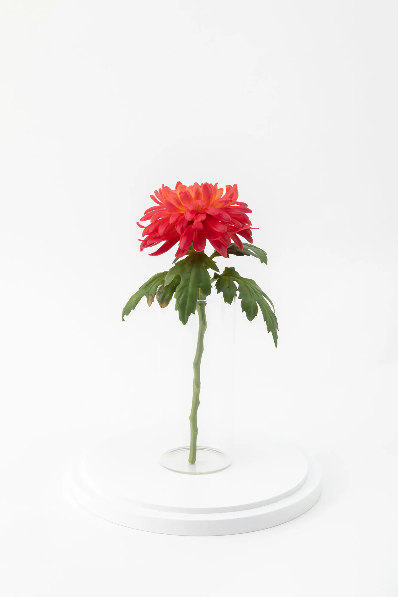 Red Chrysanthemum flower, leaves and stem displayed inside a clear glass vase