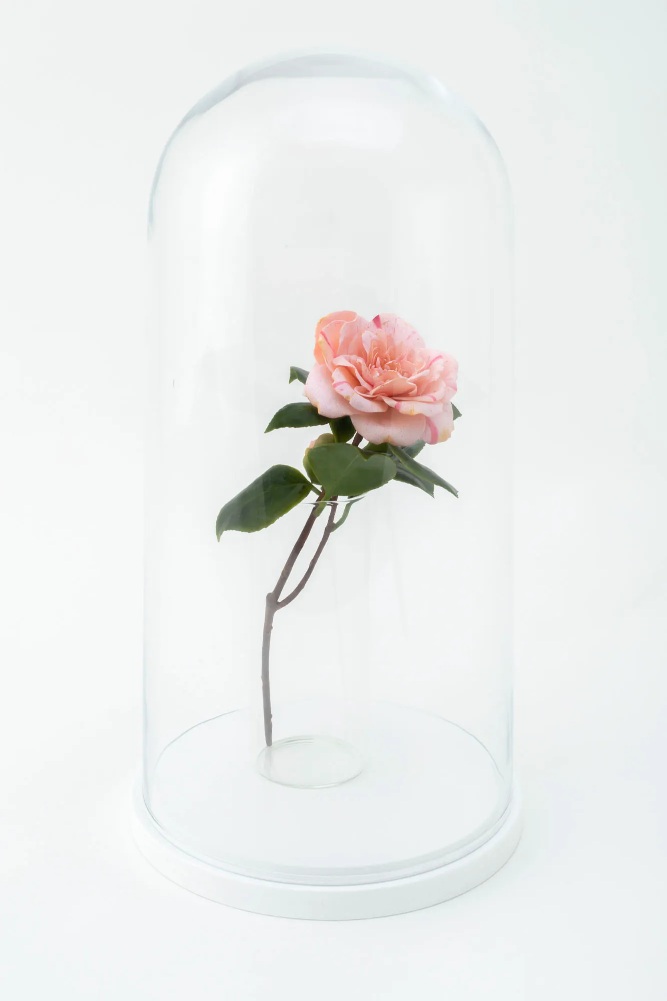 Wax Camellia flower with leaves and stem inside a glass dome