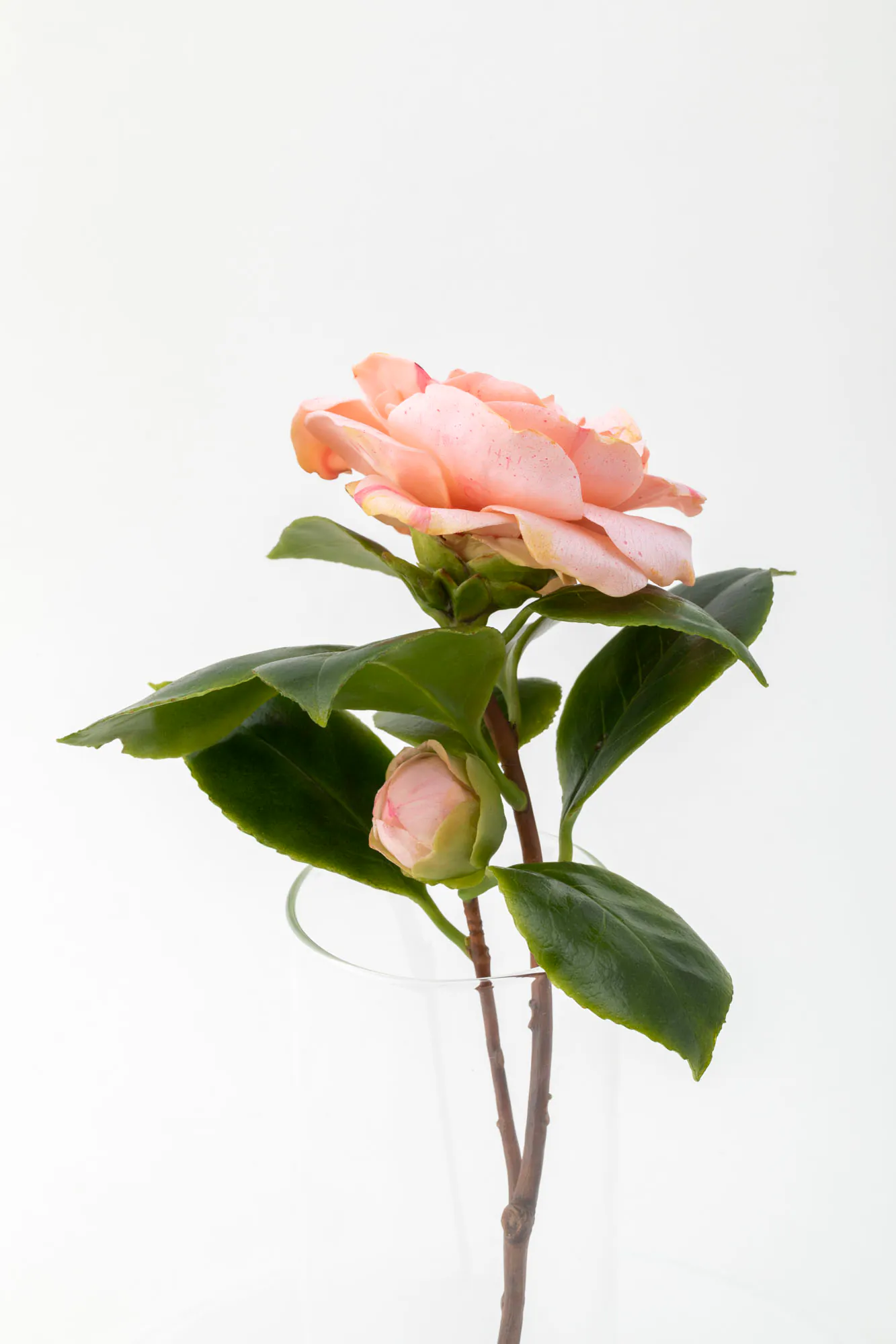 Wax Camellia flower with leaves and stem inside a glass vase