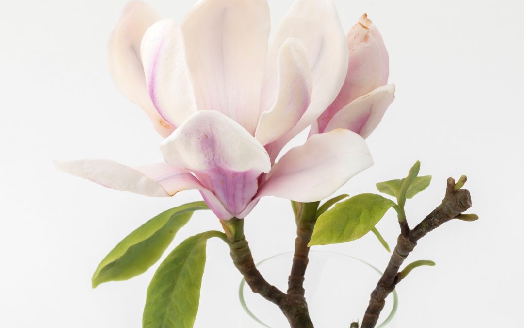 Asian Flowers