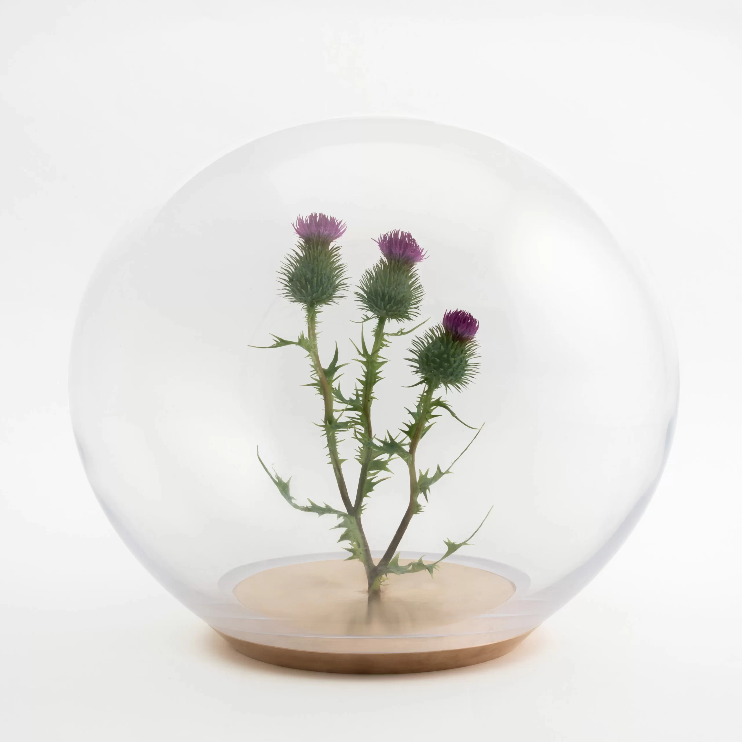 Violet wax sculpture of spear thistle plant mounted on a meatl base inside a glass orb