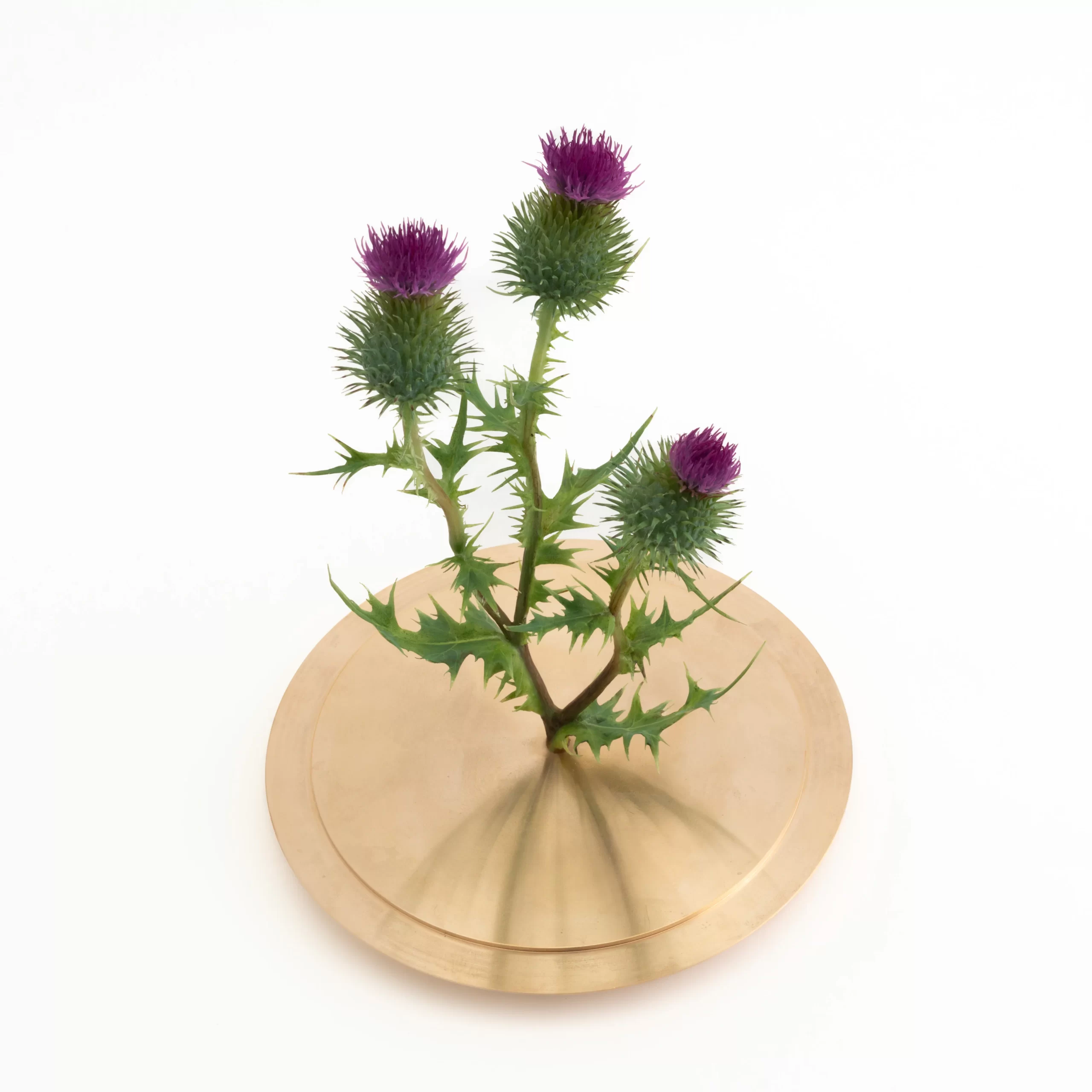 Sculpture of a violet wax spear thistle mounted on a gunmetal base.