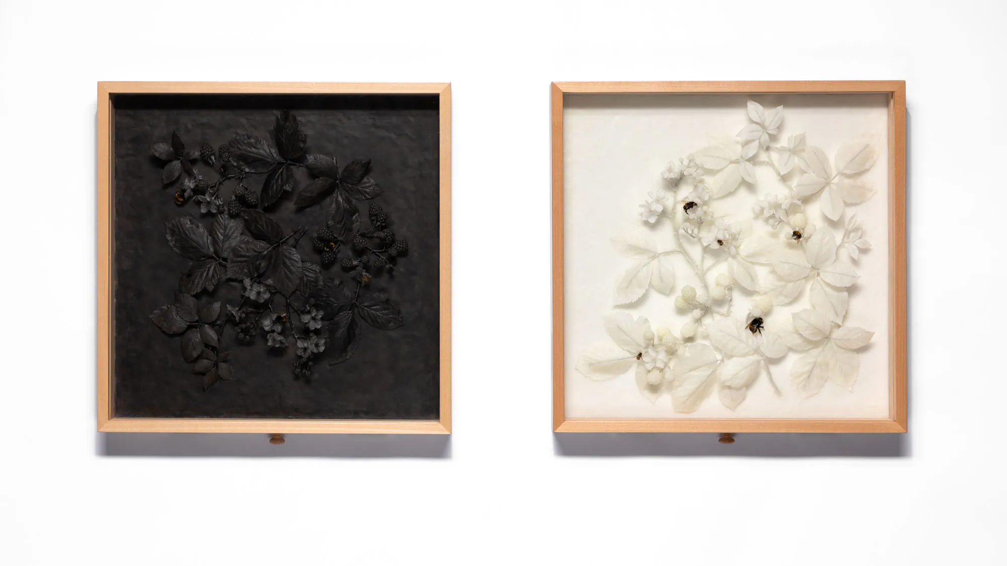 Two wall-mounted entomology trays, one containing white wax blackberry plant sculptures and one containing black wax blackberry plant sculptures