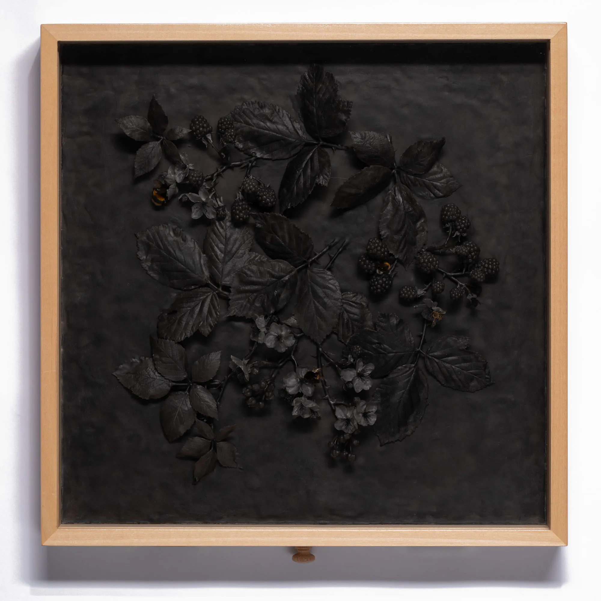 Black wax blackberry plant sculptures with dried bees displayed inside wooden entomology drawer