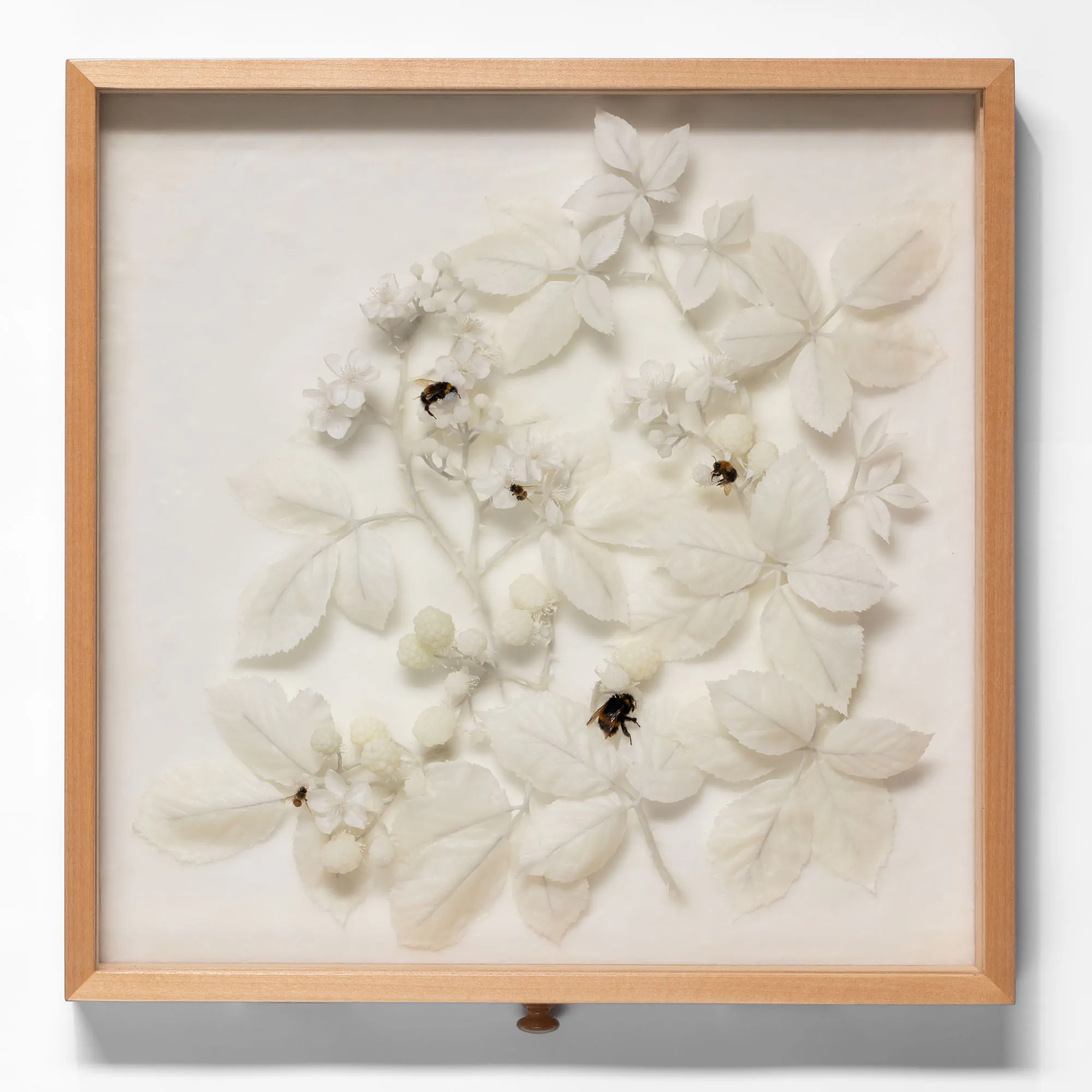 White wax blackberry plant sculptures with dried bees displayed inside wooden entomology drawer