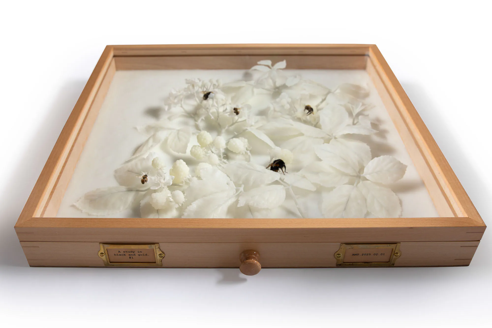 White wax blackberry plant sculptures with dried bees displayed inside wooden entomology drawer