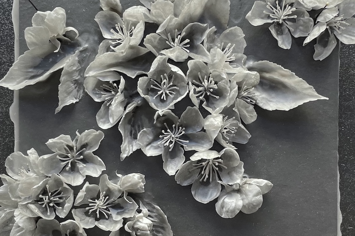 Close-up of black wax crabapple blossom from ‘Flight of the Bumblebees' black series