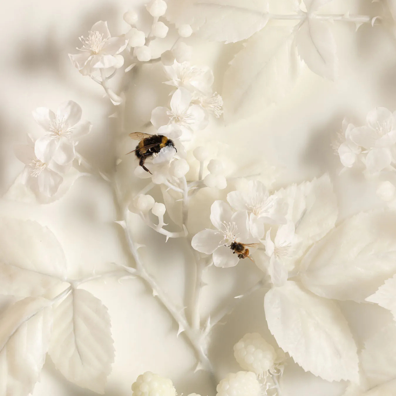 Close up white wax blackberry plants and dried bees