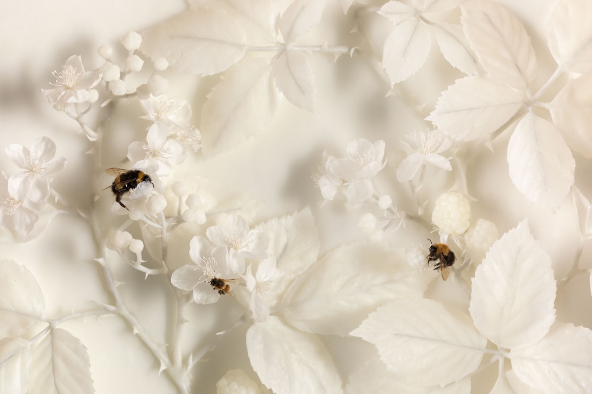 Close-up detail of white wax blackberry flowers, branches and leaves with dried bee specimens