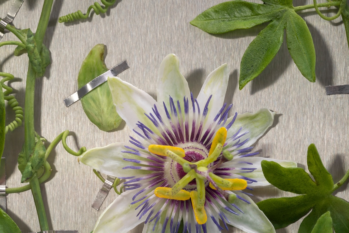 Close up of wax passion flower, leaves and stems,  mounted on metal with securing metal strips.