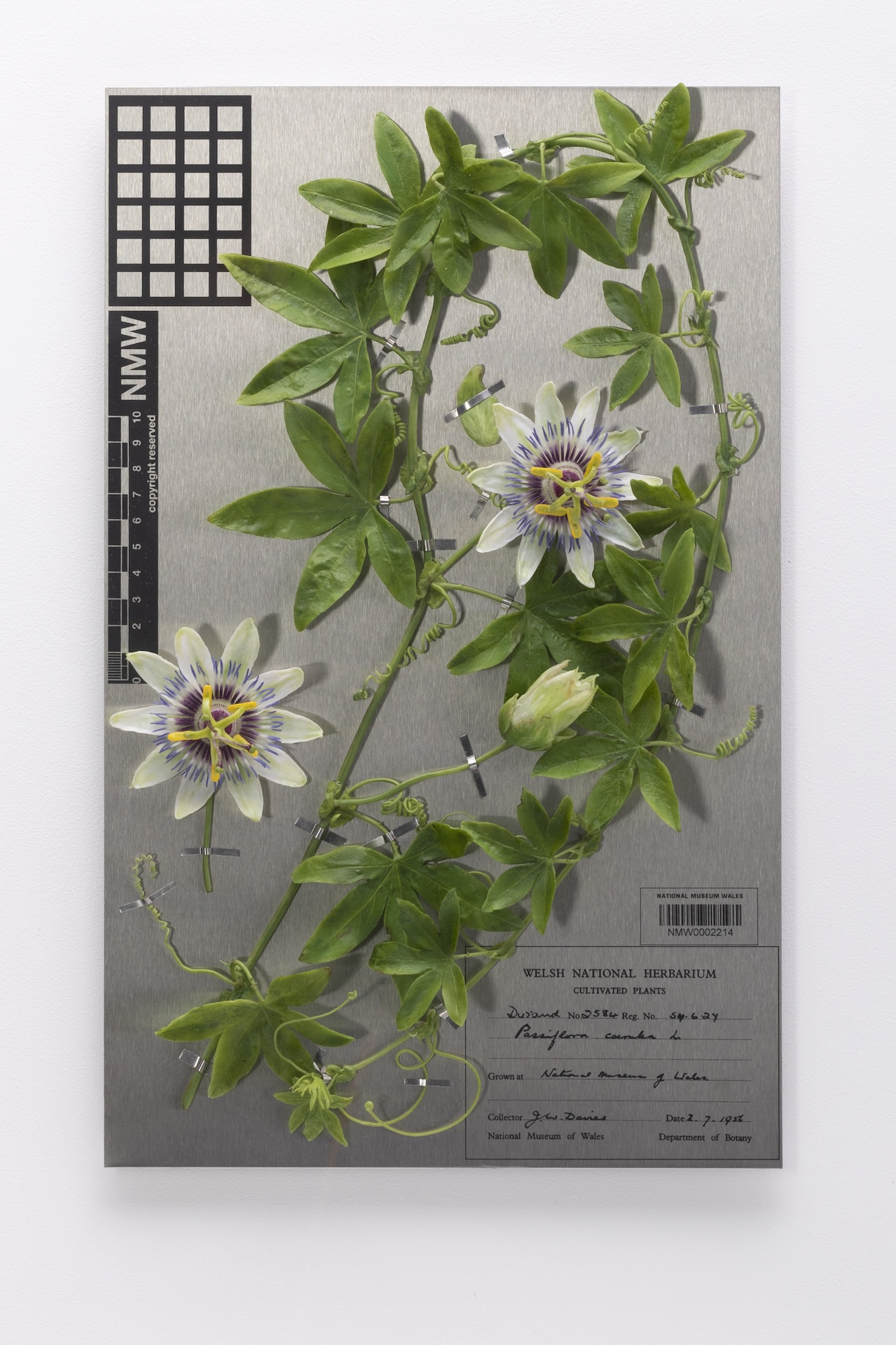 Passion flower vine mounted on a steel herbarium style sheet with printed information