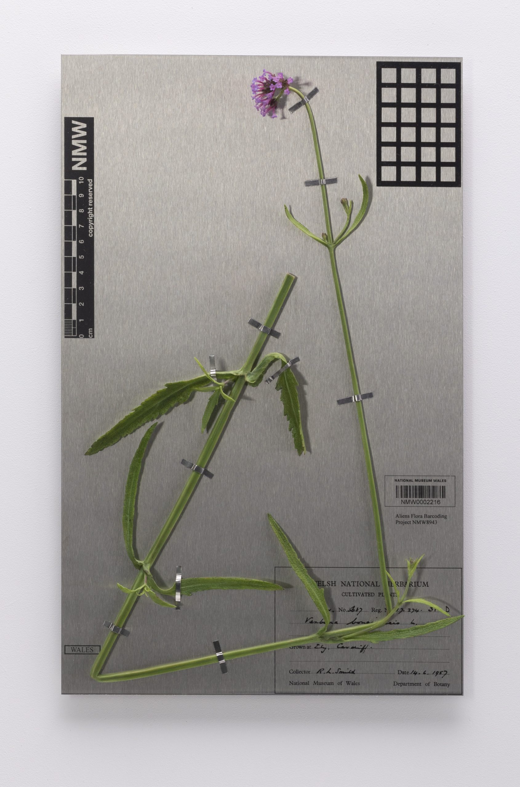 Purple wax vervain flower mounted on a steel herbarium style sheet with printed information
