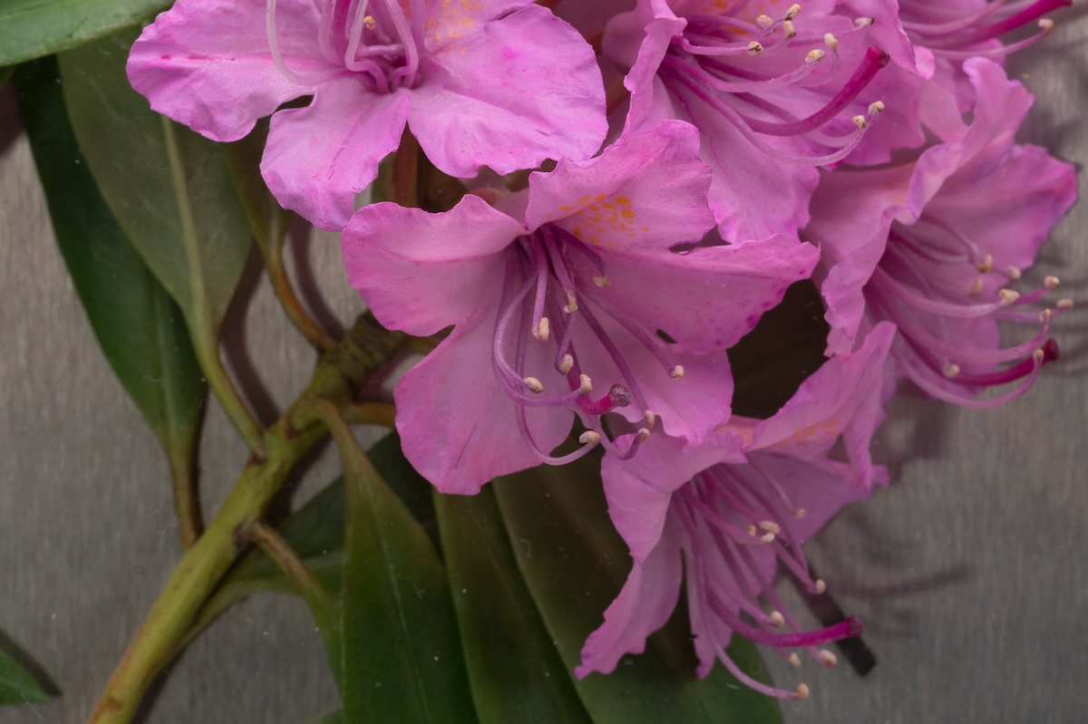 Close up of wax rhododendron flower mounted on a stainless steel herbarium-style sheet.