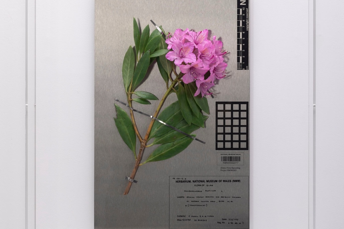 Wax rhododendron sculpture with pink flowers mounted on metal sheet printed with collector data.