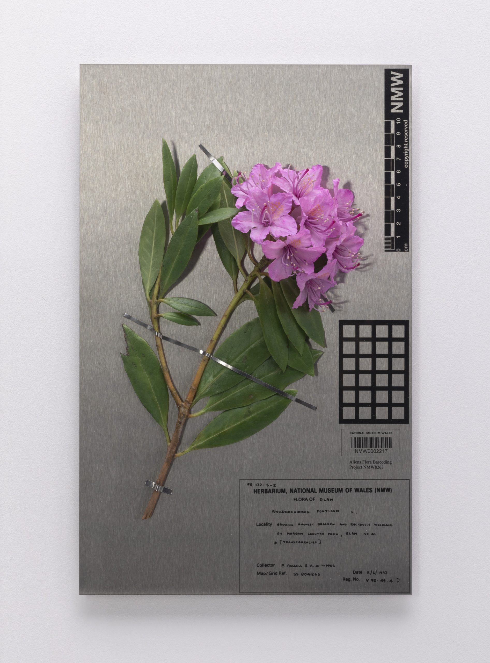 Purple rhododendron mounted on a steel herbarium style sheet with printed information