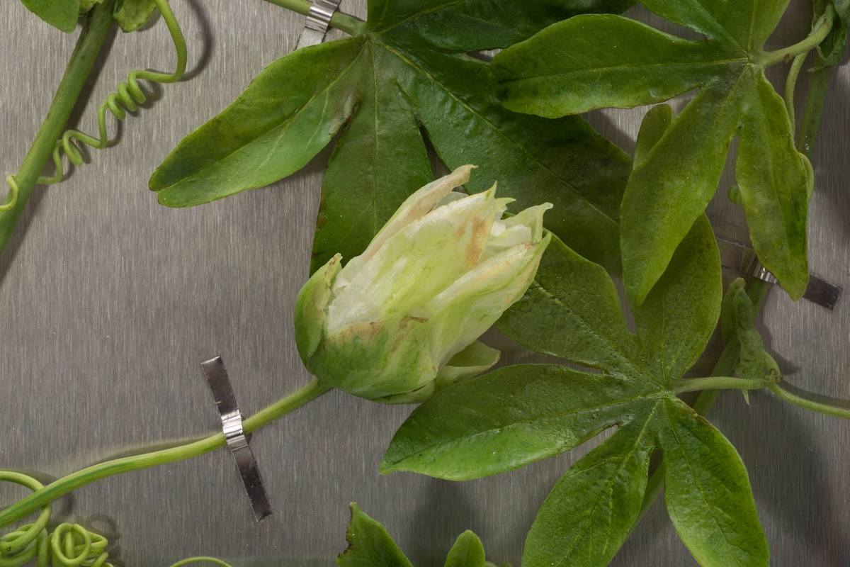 Close up of wax passionflower bud and leaves mounted on metal with securing metal strips.