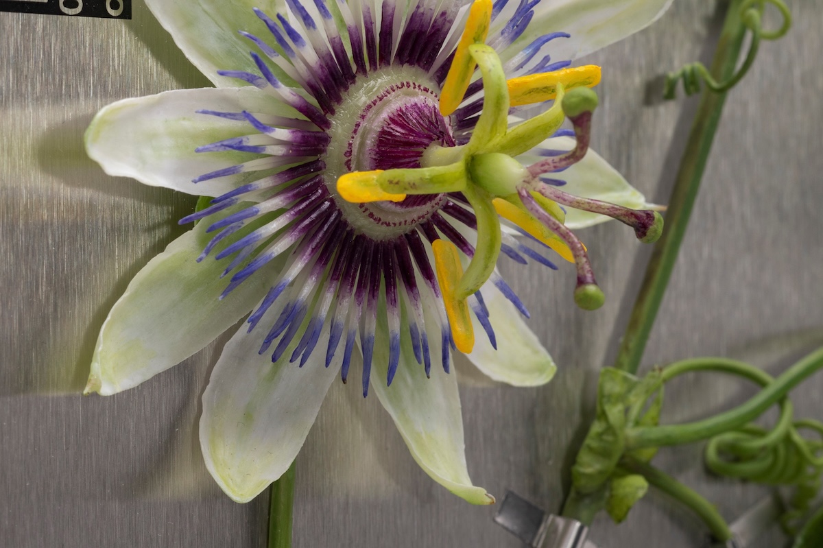 Overhead view of wax daisy plant sculpture with detailed leaves and petals