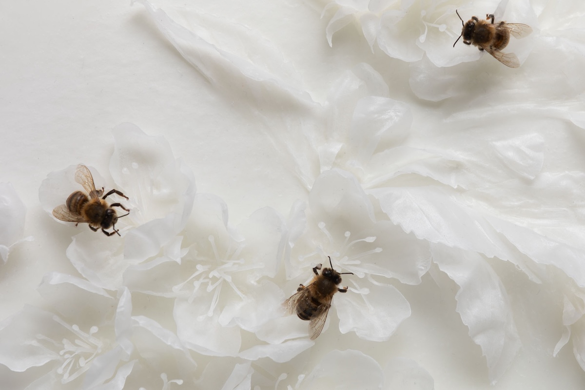 Dried bee specimens positioned on white wax crab apple blossoms in relief on waxed paper.<br />
