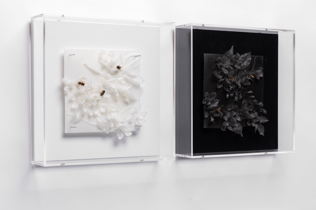 Exhibition view of ‘Malus sylvestris 001 and 002’ wax artworks displayed on a white wall