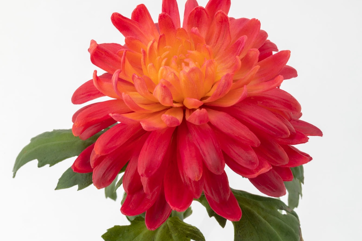 Detail from Asian Flowers: wax chrysanthemum sculpture.