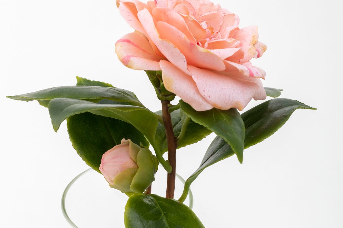 Close-up of wax camellia sculpture, ‘Winter’ from the Asian Flowers series